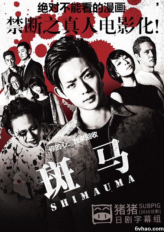 《斑马》
