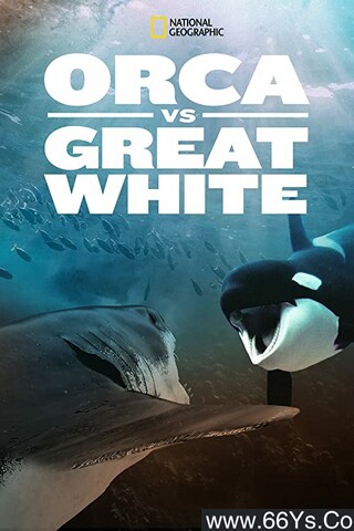 虎鲸对上大白鲨